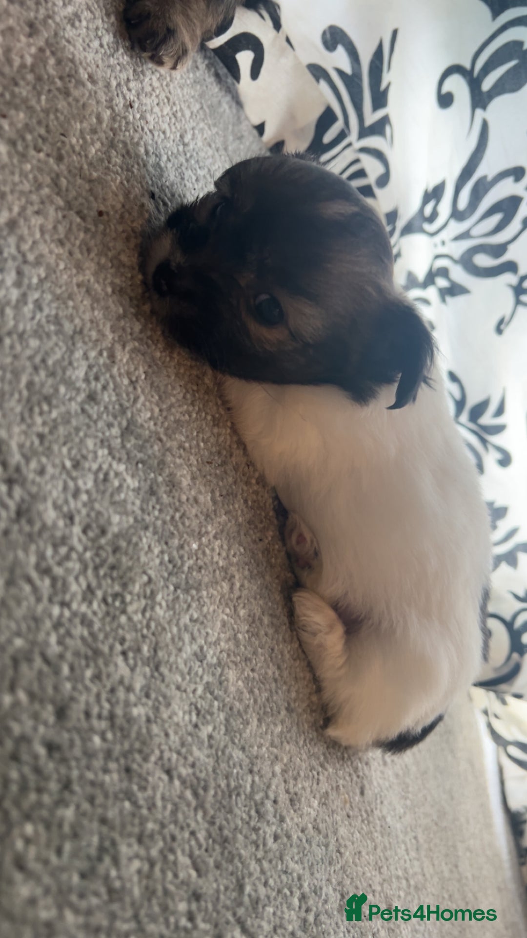 Chorkie dogs for sale: Outstanding chorkie puppies  - Image 8