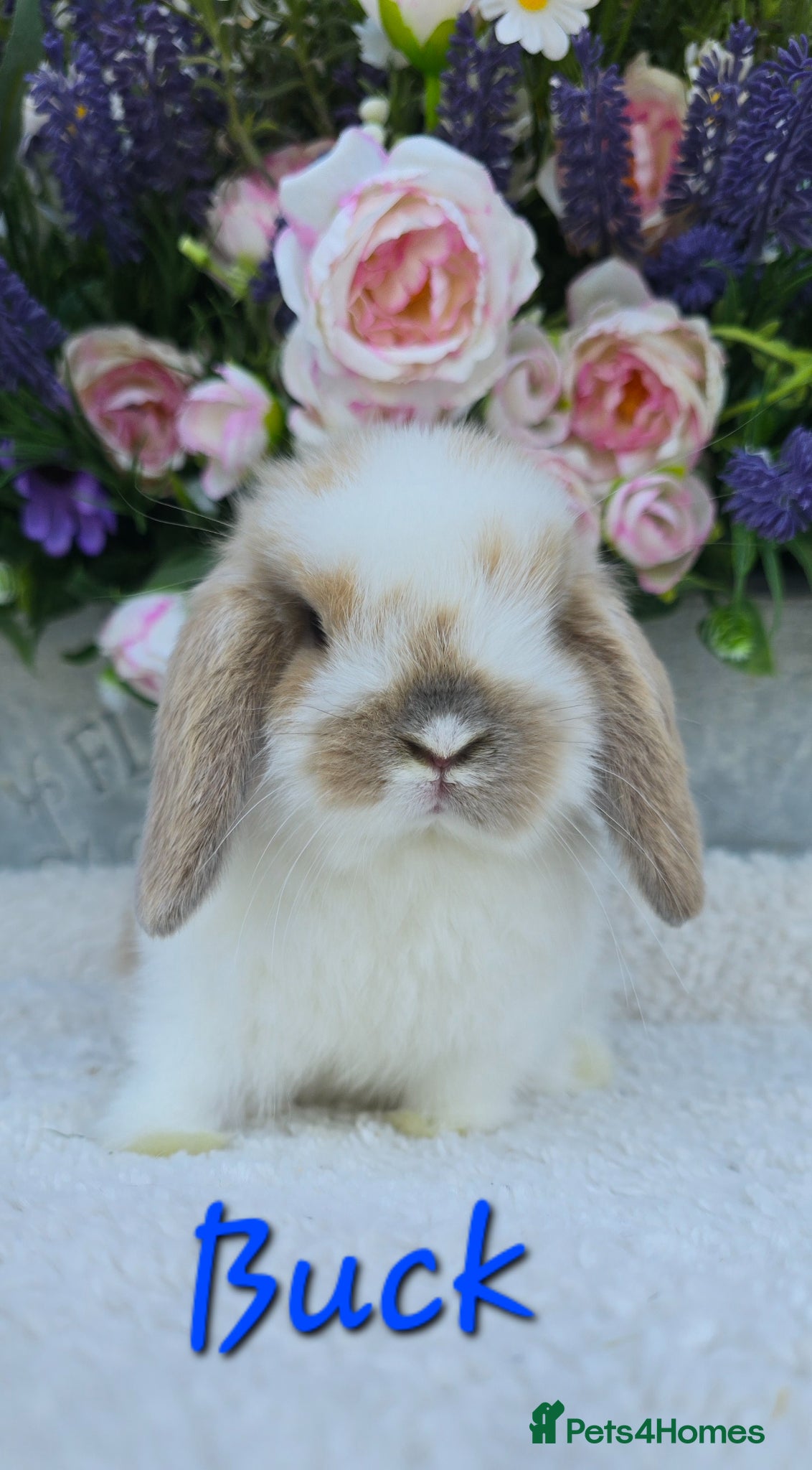 Mini Lop rabbits Beautiful quality mini lops - Advert 1