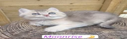 British Shorthair cats for sale: 💎 Price Reduced, Ready to leave now 🥰🏡 - Advert 16