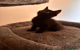 Mixed Breed cats for sale: Beautiful and super playful kittens  - Image 30