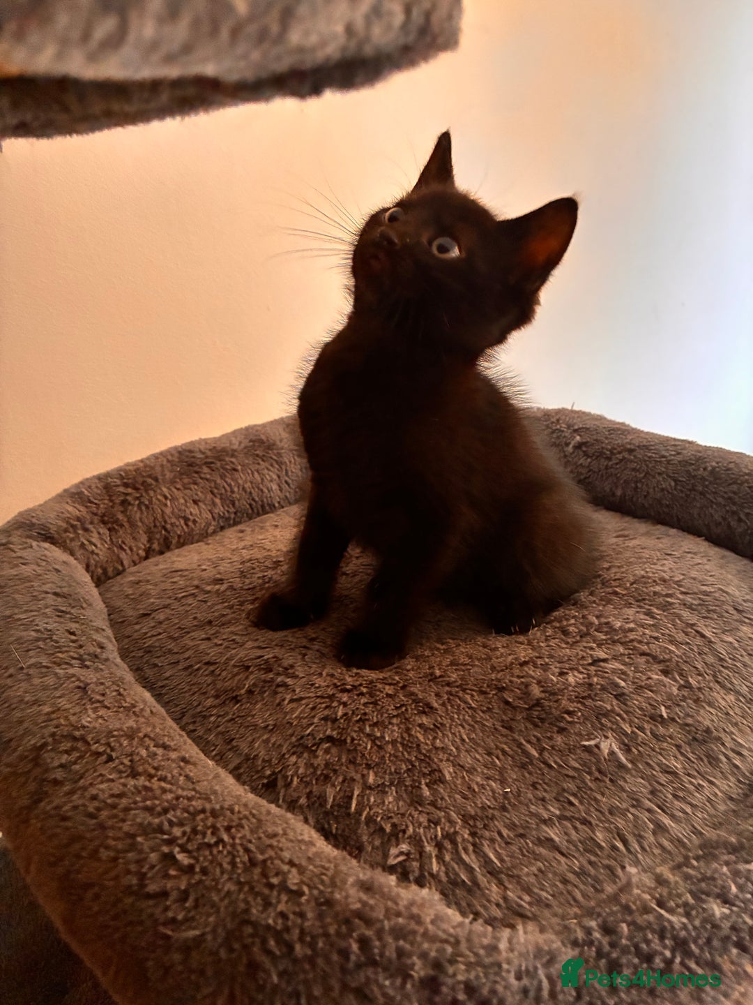 Mixed Breed cats for sale: Beautiful and super playful kittens  - Image 30