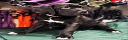 Cane Corso dogs for sale: 1 CHUNKY, BEAUTIFUL FEMALE CANE CORSO AVAILABLE! - Advert 3