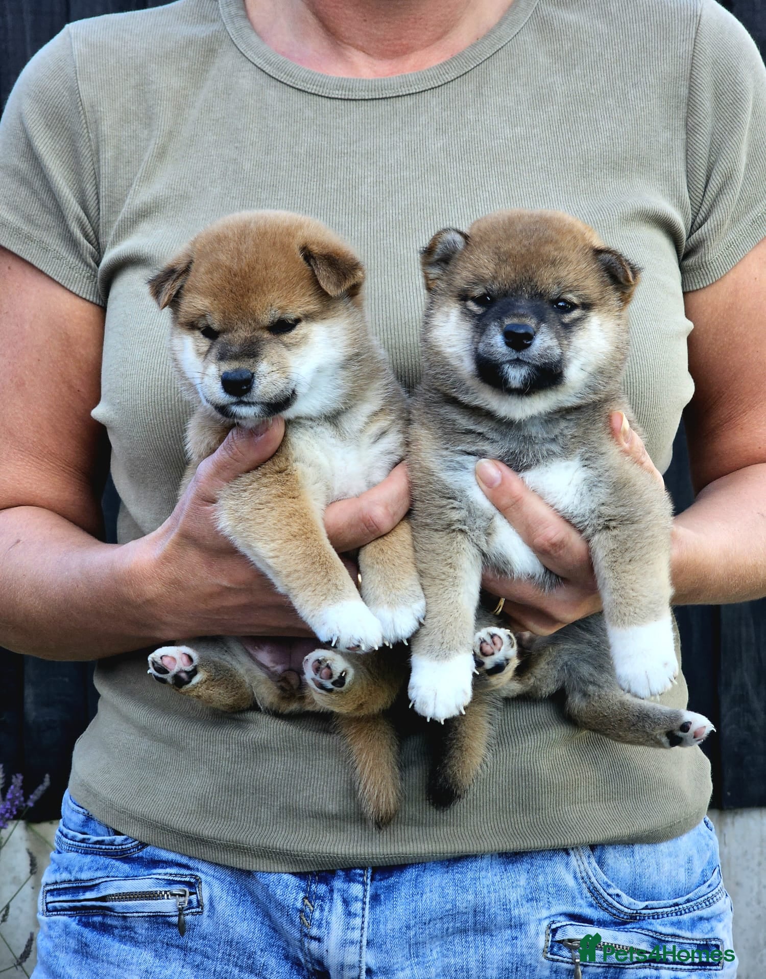 Japanese Shiba Inu dogs Quality Japanese shiba inu  - Advert 7