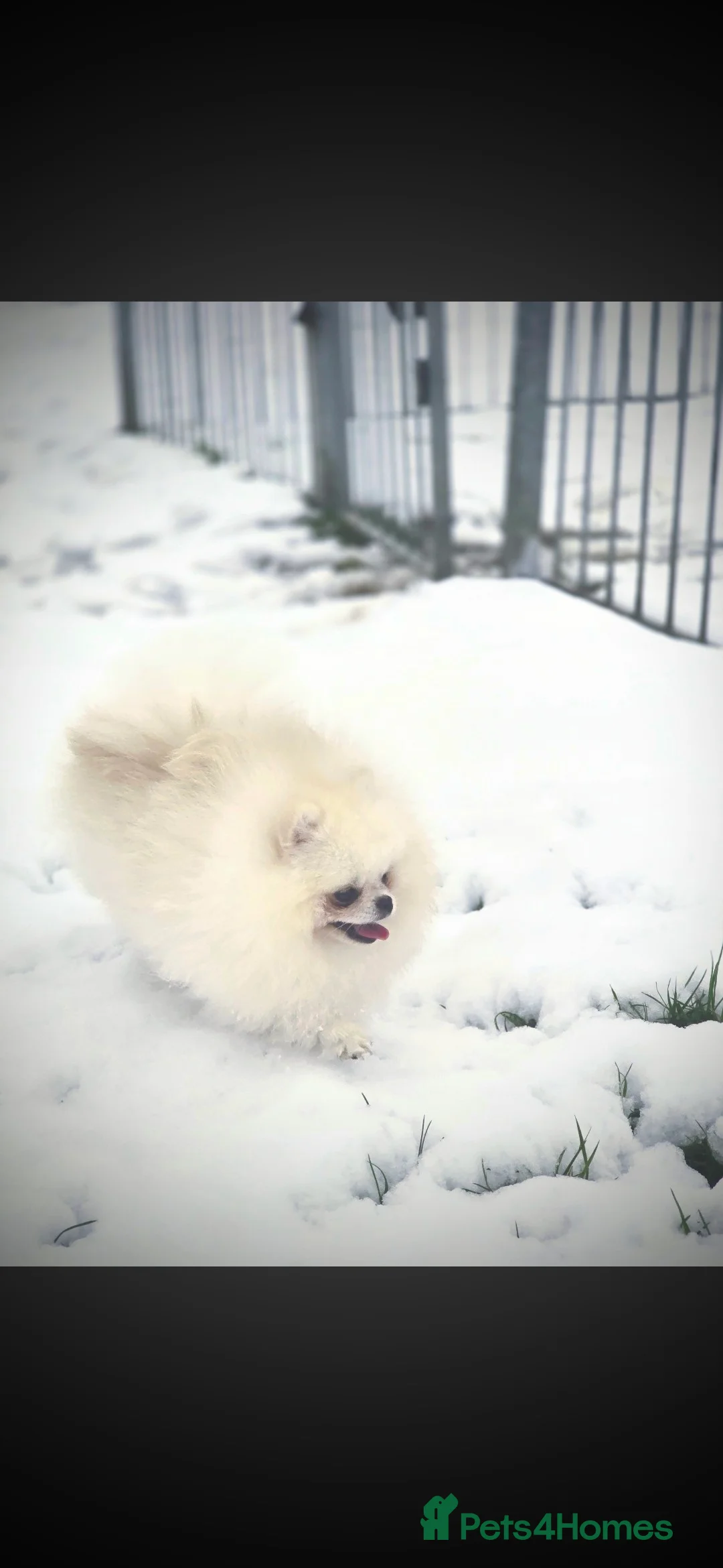 Pomeranian dogs for stud: 🌟 PREMIUM STUD SERVICE: "KIMCHI" 🌟 - Advert 10