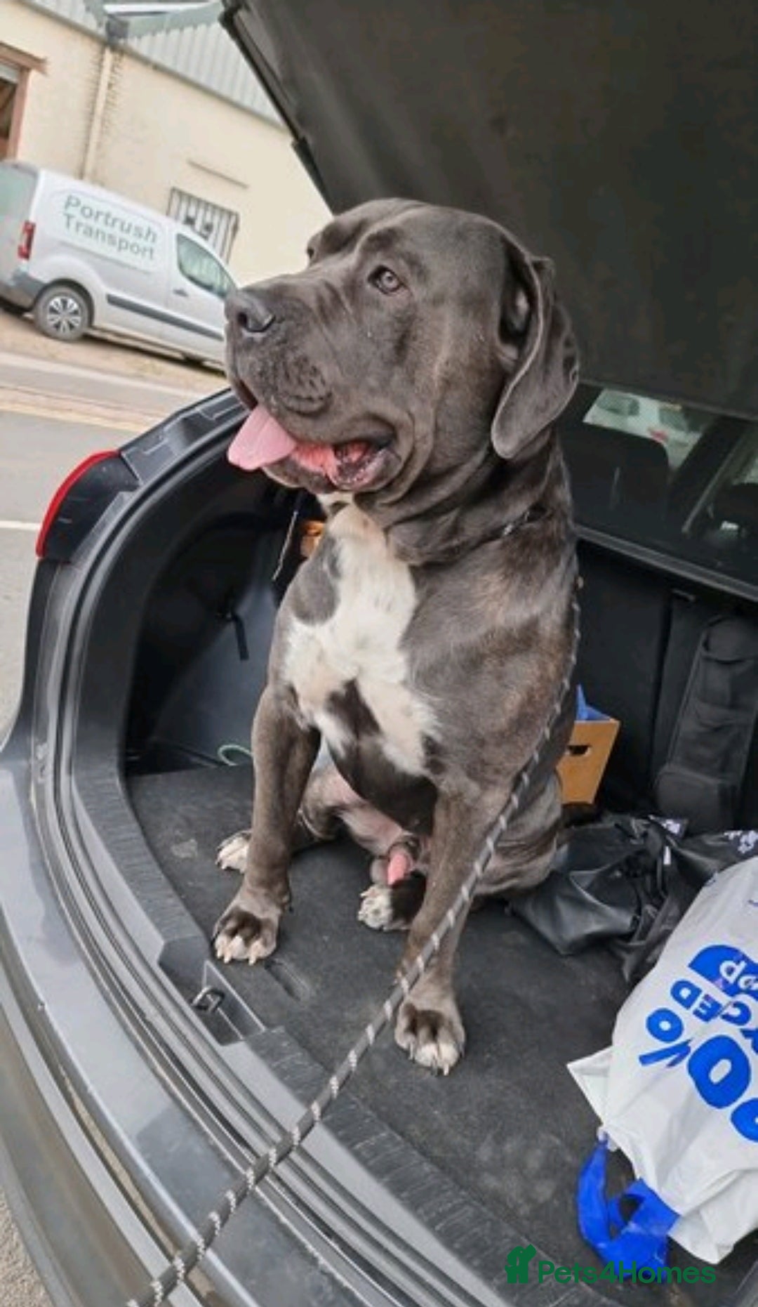 Cane Corso dogs Cane corso male 4 years old - Advert 3