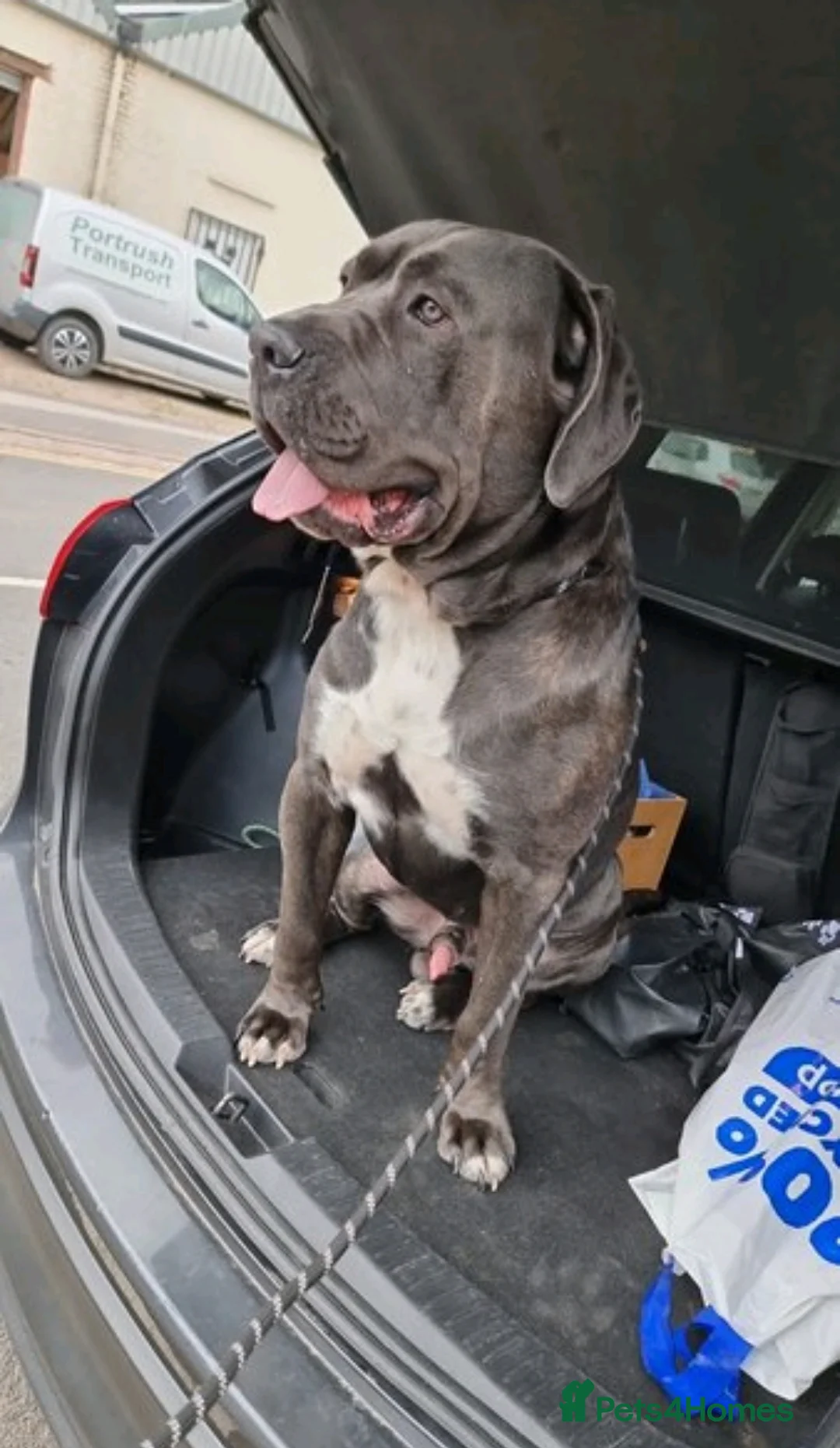 Cane Corso dogs for sale: Cane corso male 4 years old - Advert 1