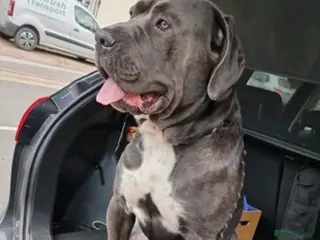 Cane Corso dogs Cane corso male 4 years old - Advert 3