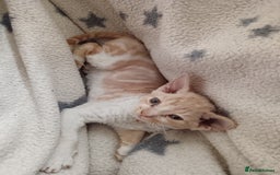 Domestic Shorthair cats for sale: 3 beautiful kittens - Image 15