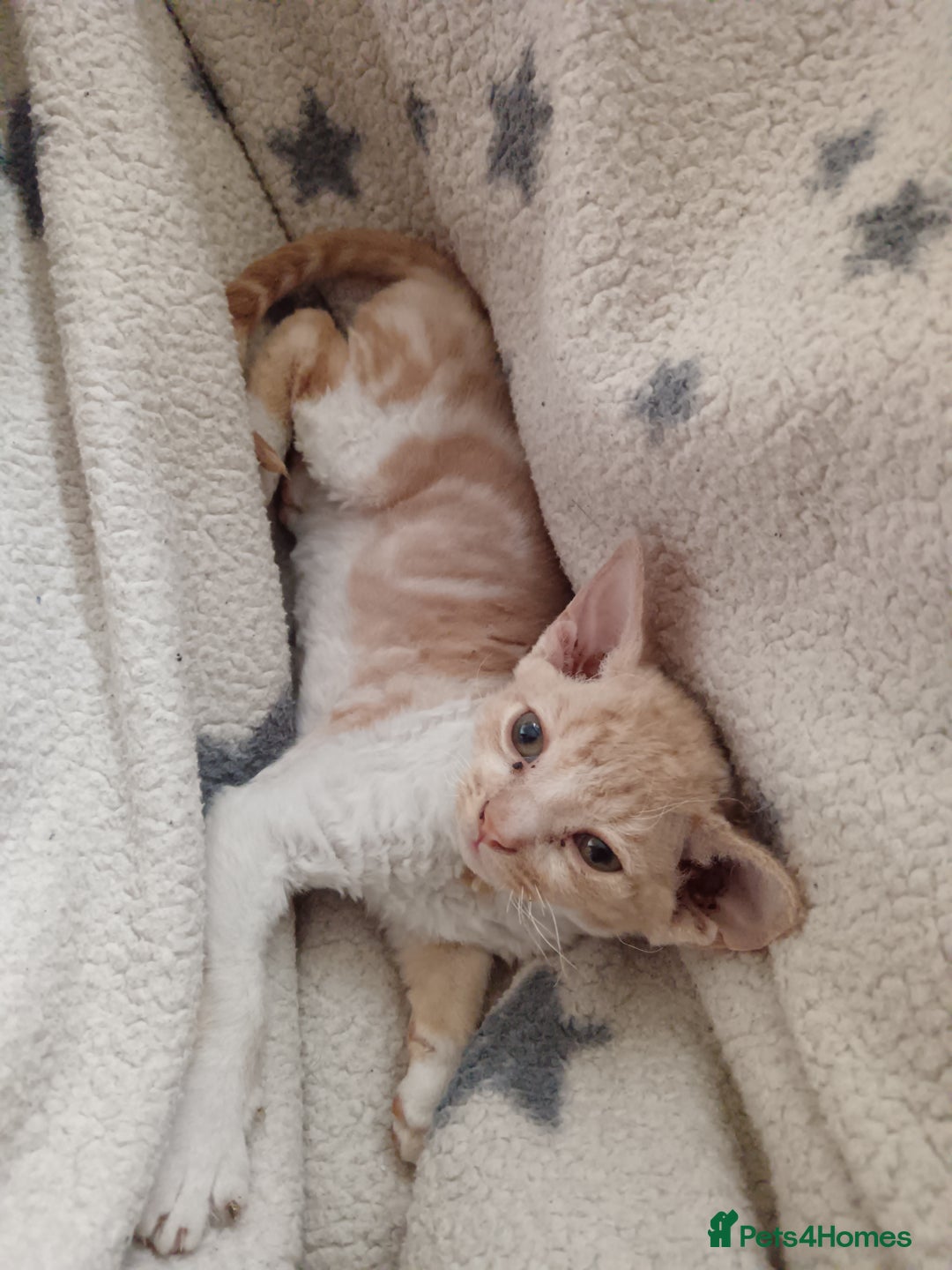 Domestic Shorthair cats for sale: 3 beautiful kittens - Image 15