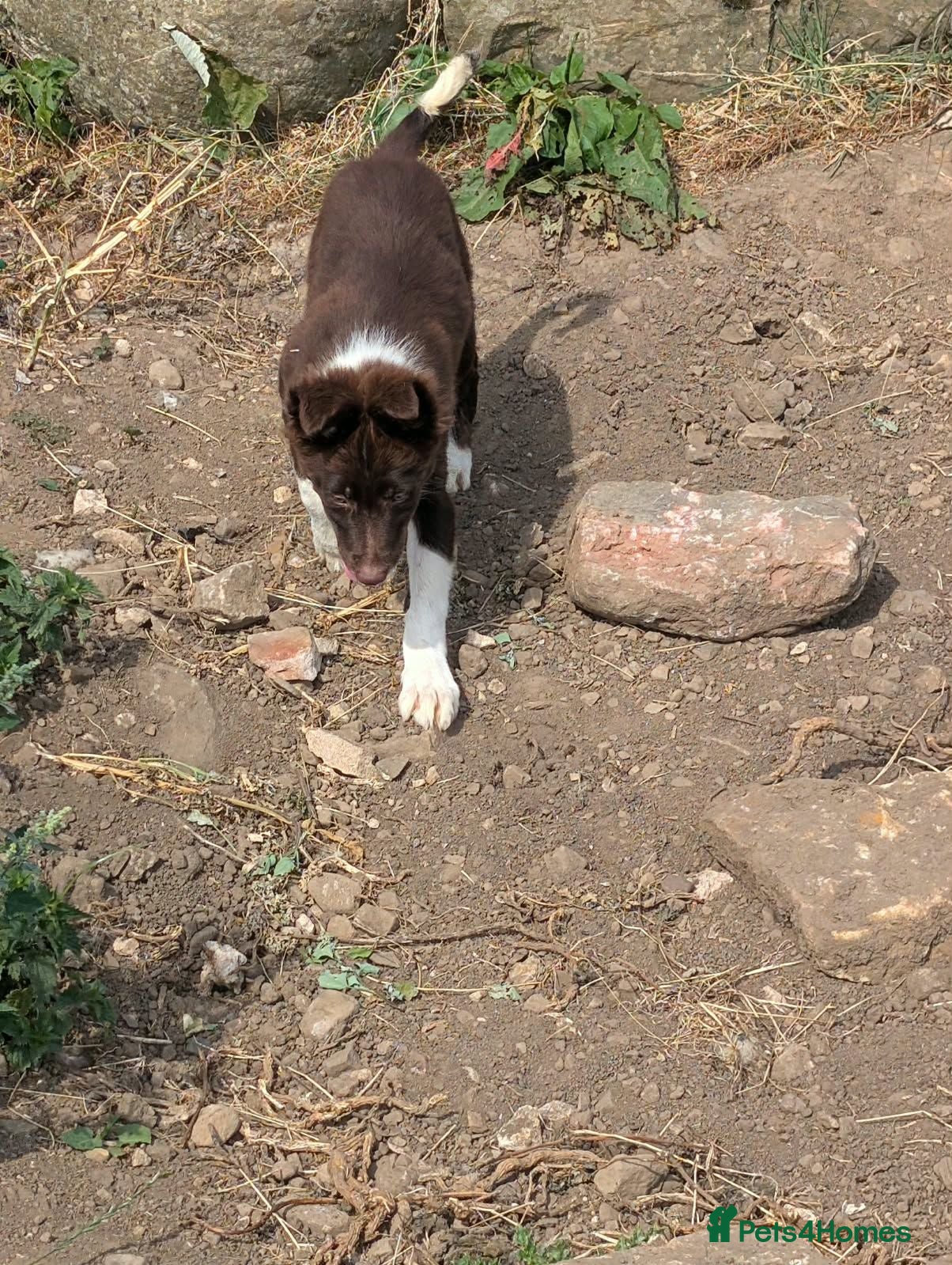 Border Collie dogs Taylor red and white isds reg pup - Advert 1