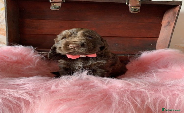 Cocker Spaniel dogs - Advert 5