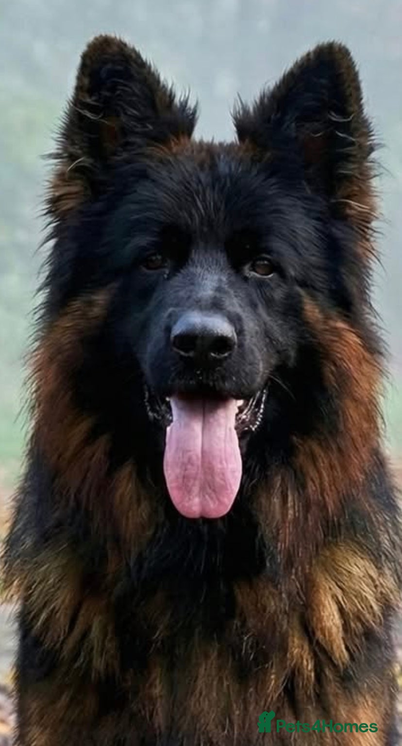 German Shepherd dogs Long haired German shepherd puppies  - Advert 3