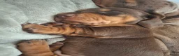 Miniature Dachshund dogs for sale: Miniature Dachshund puppies  in Derby - Advert 20