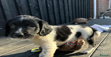 English Springer Spaniel dogs - Advert 4