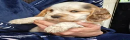 Cocker Spaniel dogs for sale: Beautiful KC Reg Show-Cocker Spaniel puppies  in Doncaster - Advert 4