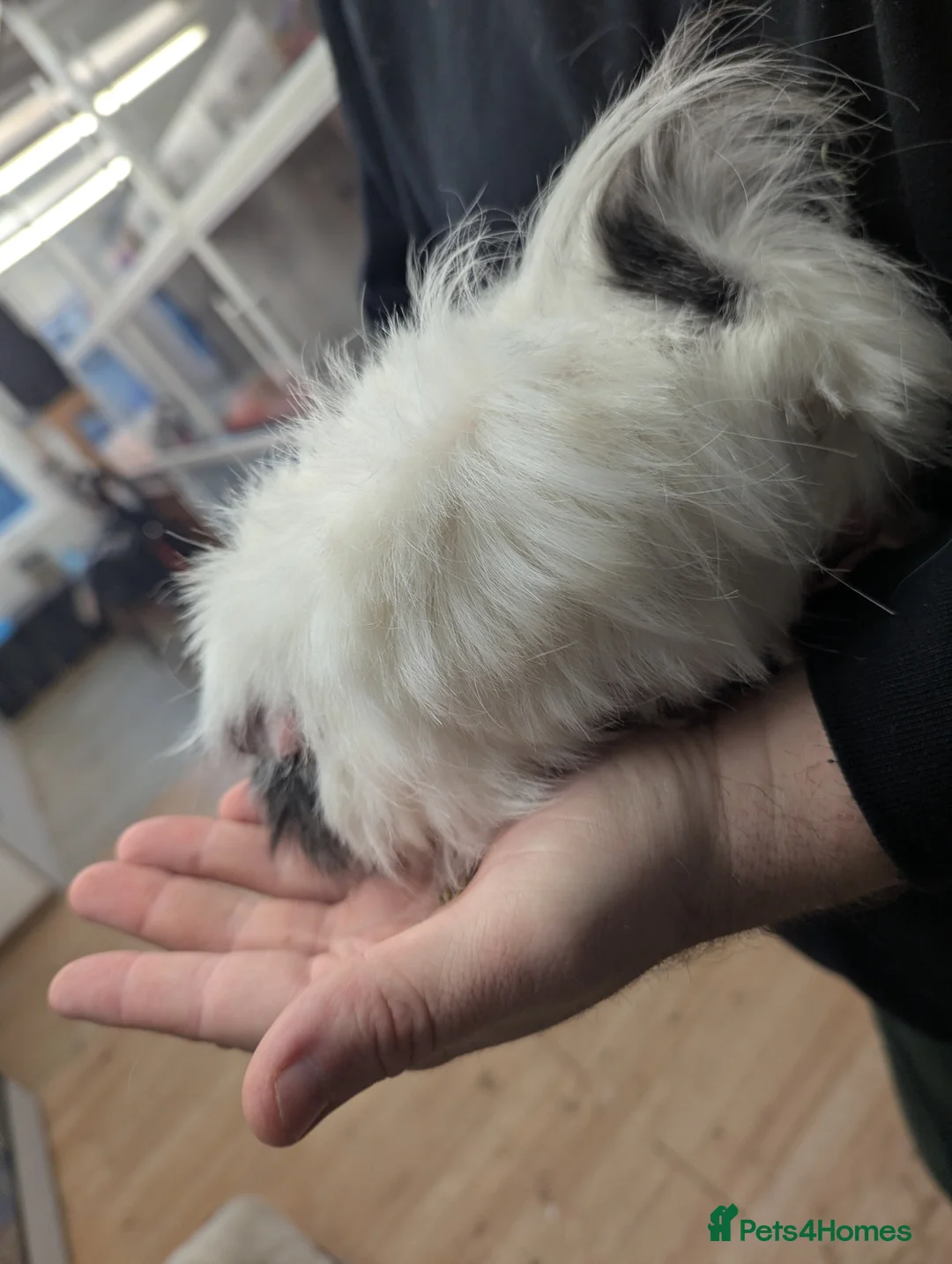 Guinea Pig rodents for sale: 2 Peruvian girls. Pure breed. Price is for both! - Advert 4