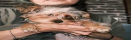 Yorkshire Terrier dogs for sale: Pure Yorkshire Terrier Pups - READY NOW 🐾 in London - Advert 14