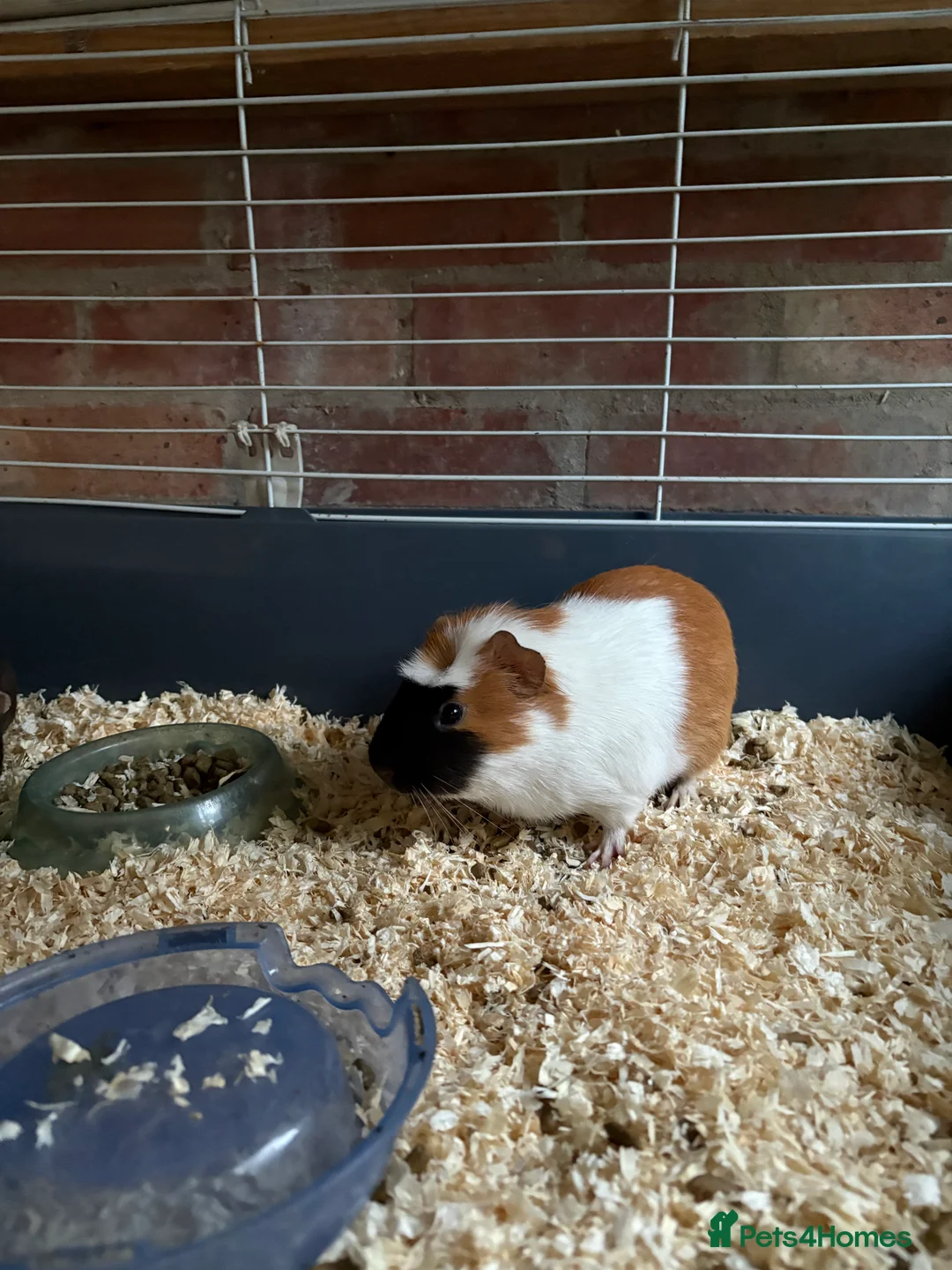 Guinea Pig rodents for sale: Guinea pigs in Bristol - Advert 1