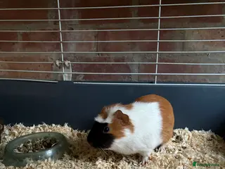 Guinea Pig rodents Guinea pigs - Advert 1