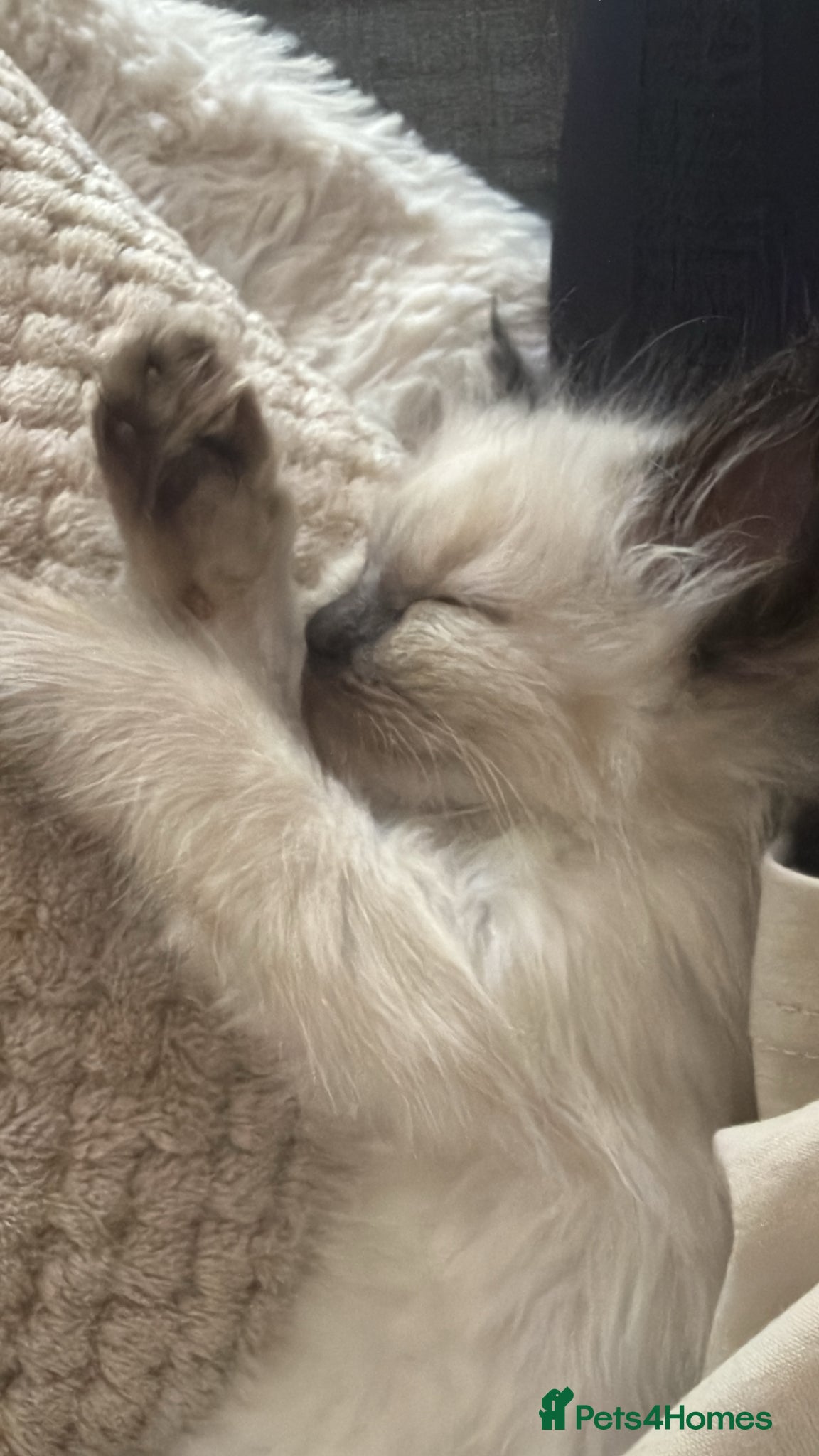 Ragdoll cats Beautiful fluffy ragdoll babies x - Advert 1