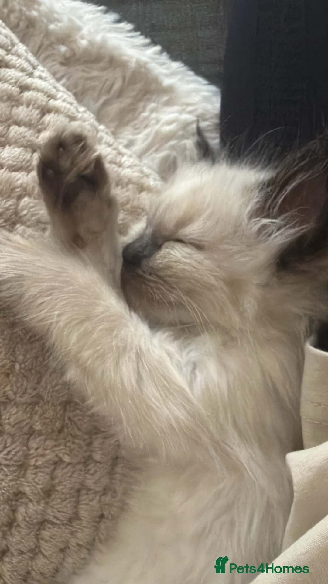 Ragdoll cats for sale: Beautiful fluffy ragdoll babies x - Advert 1