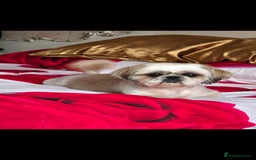 Shih Tzu dogs for sale: Hi my name is Maria  - Image 16