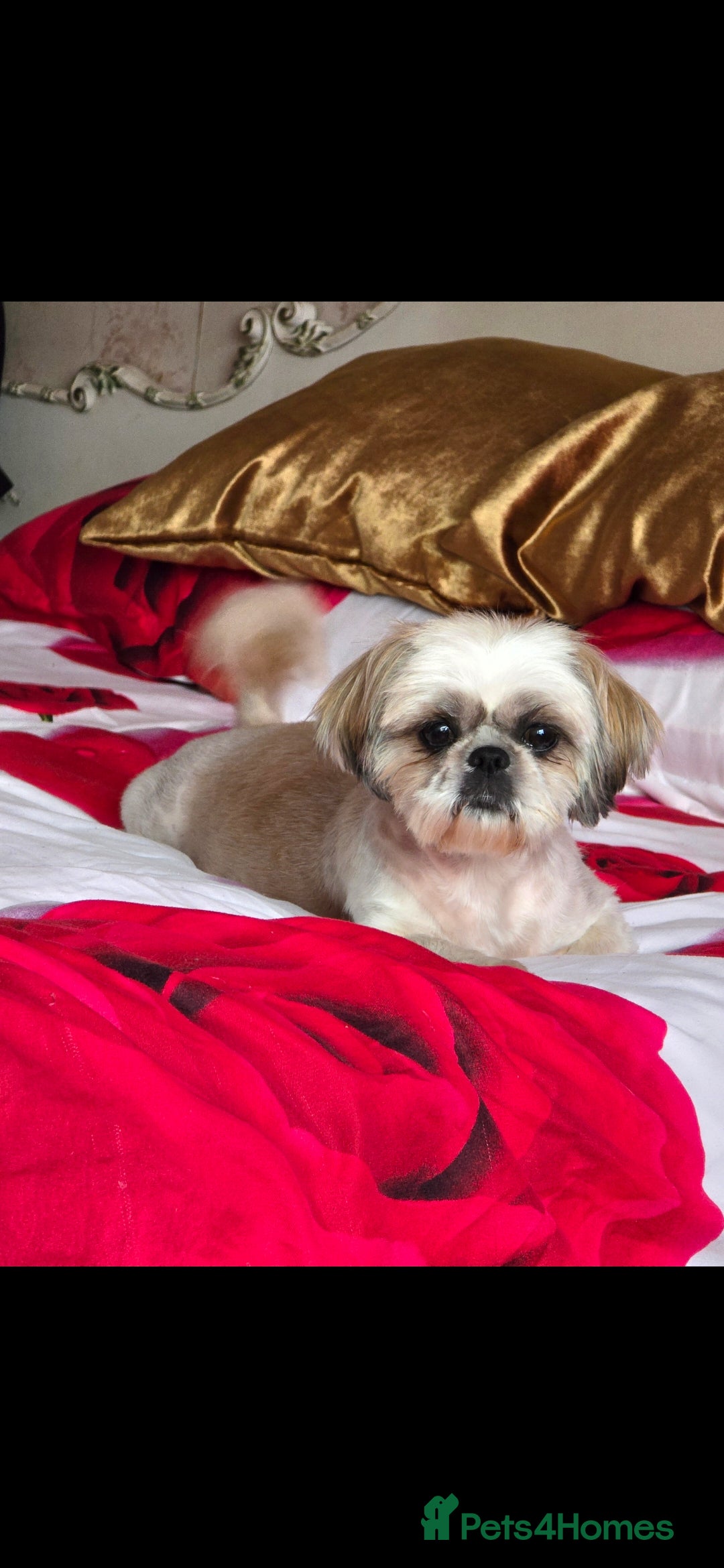 Shih Tzu dogs for sale: Hi my name is Maria  - Image 16