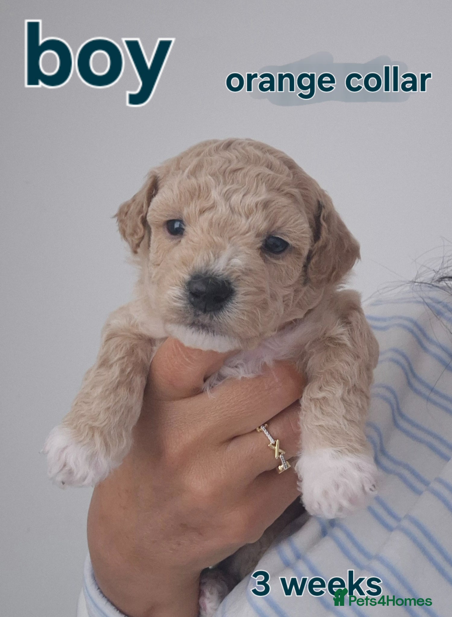 Poochon dogs Poochon - Advert 1