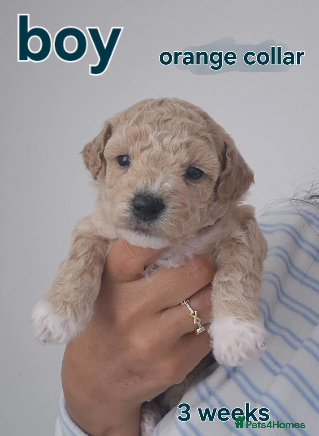 Poochon dogs for sale: Poochon in Liverpool - Advert 1