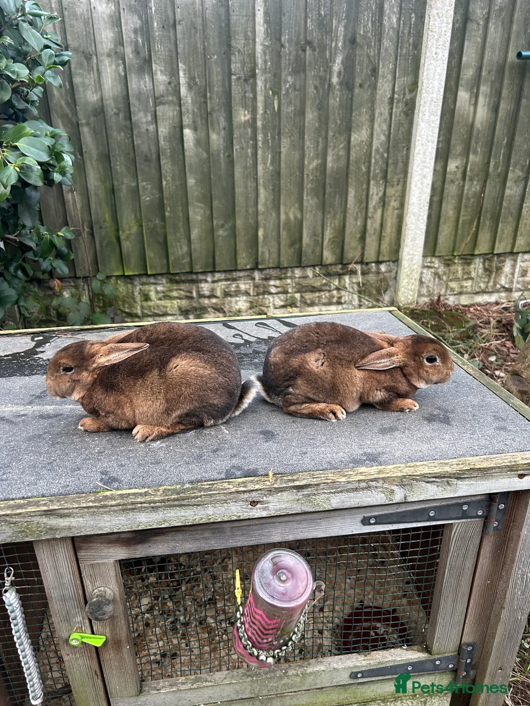 Rex rabbits for sale: Mini caster rex - Advert 1