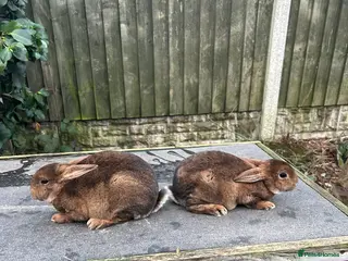 Rex rabbits Mini caster rex - Advert 1