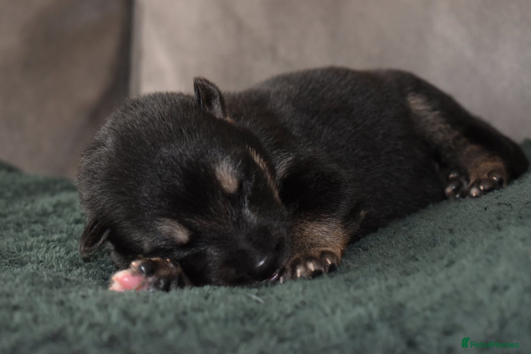 Shepsky dogs for sale: German shepherd x husky puppies - Image 5