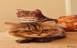 Mixed Breed cats for adoption: Rio wants warm cuddles and lots of fuss - Image 3