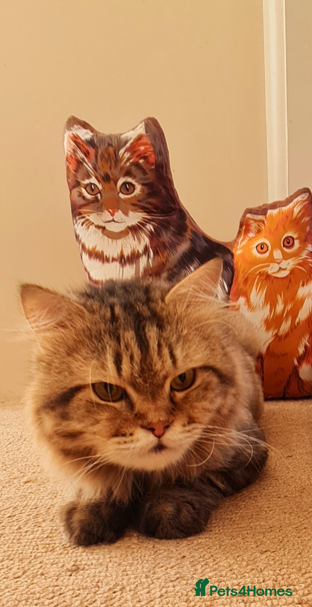 Mixed Breed cats for adoption: Rio wants warm cuddles and lots of fuss - Image 3