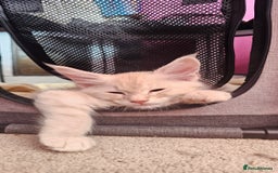 Maine Coon cats for sale: Large Breed Maine Coon cross  - Image 9