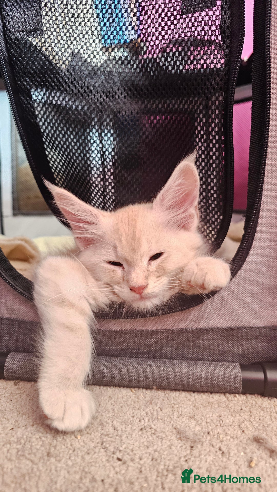Maine Coon cats for sale: Large Breed Maine Coon cross  - Image 9