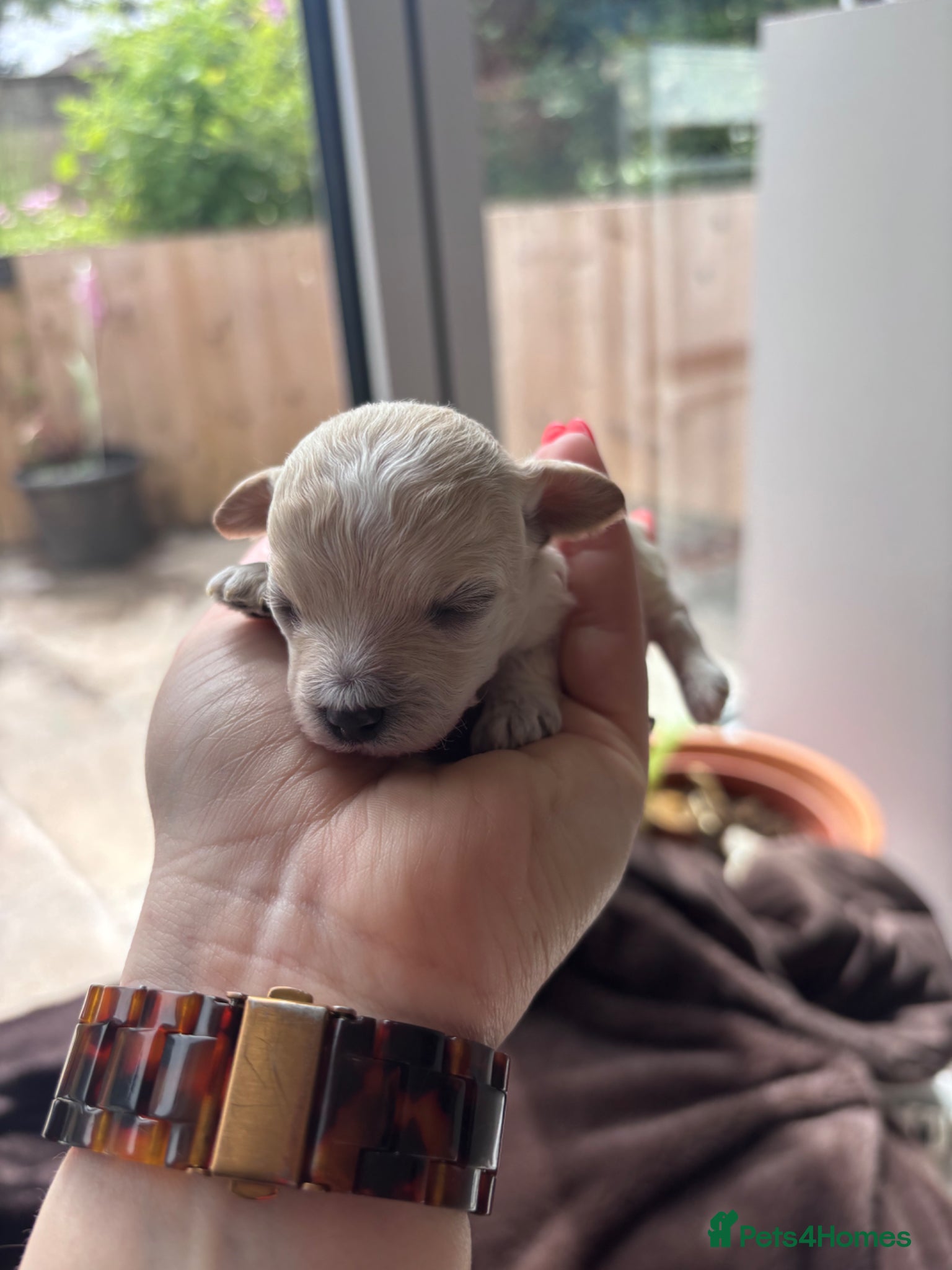 Maltipoo dogs for sale: Outstanding Health tested F1 maltipoo - Advert 4