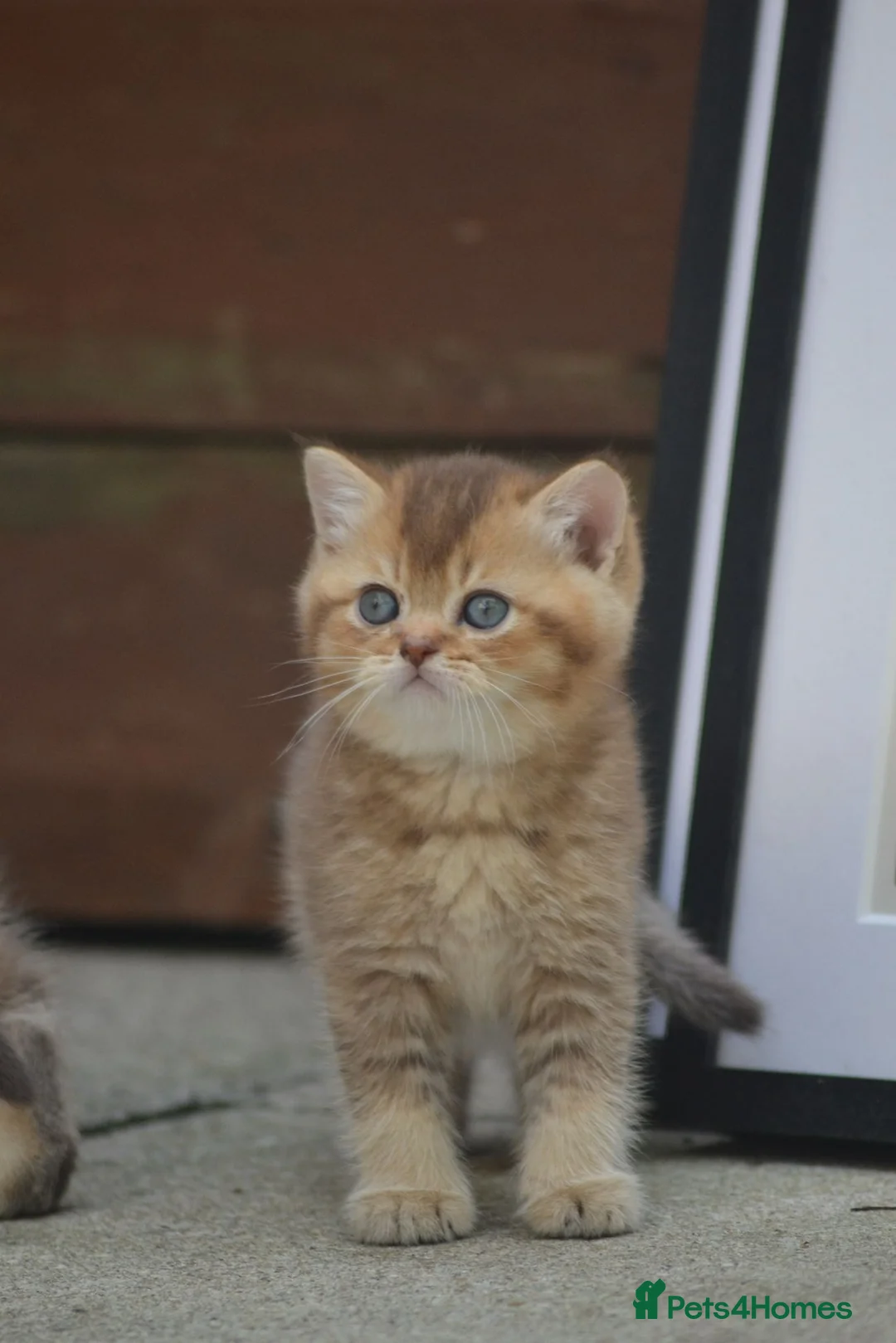 British Shorthair cats for stud: Golden British Shorthair Stud NY12 TICA Proven in London - Advert 13