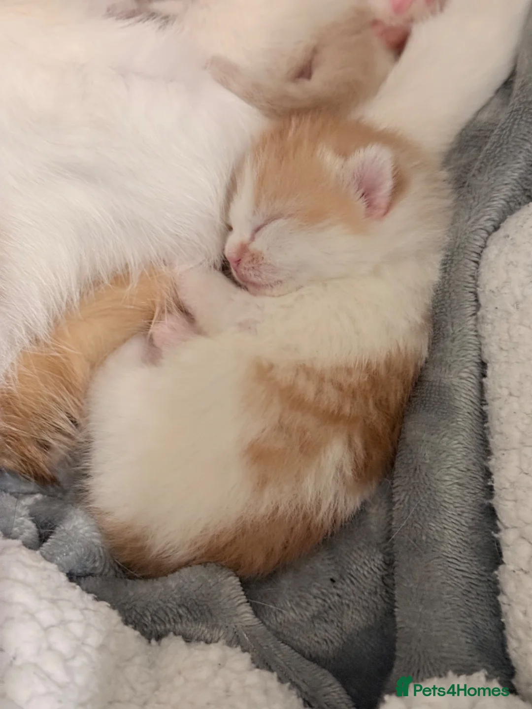 Mixed Breed cats for sale: Adorable kitten - Advert 2