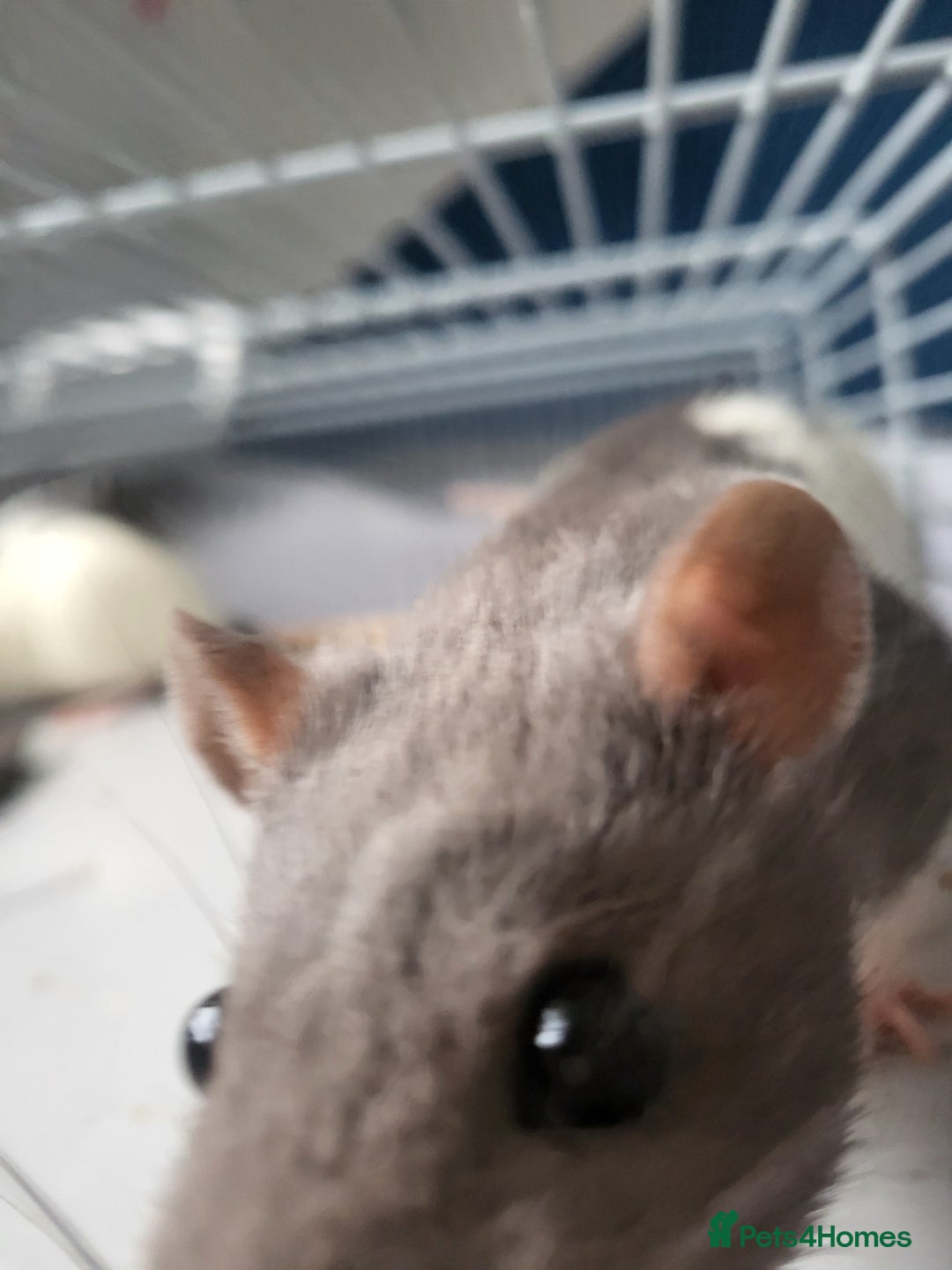 Rat rodents for sale: Fancy Rats.  - Image 6