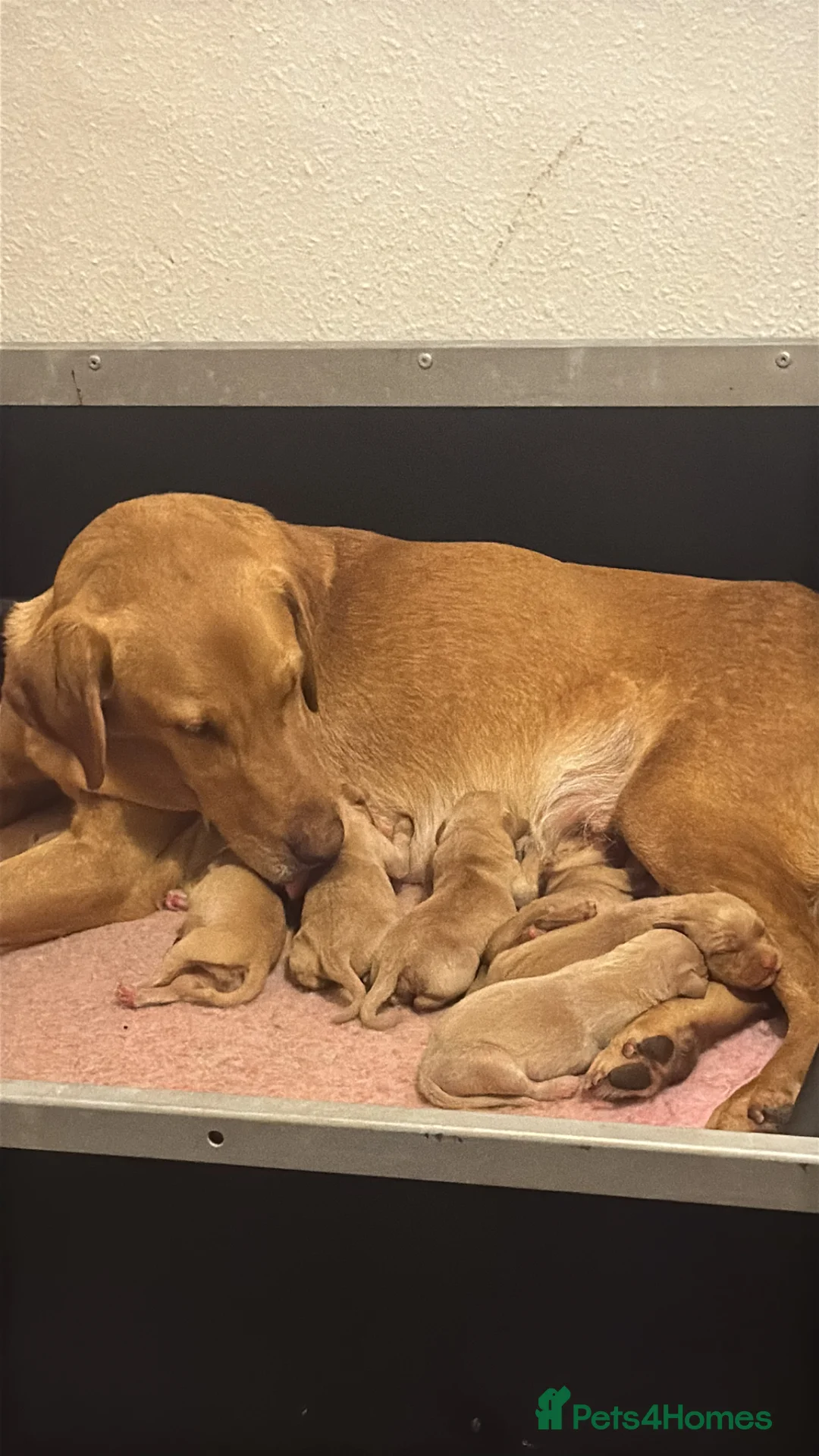 Labrador Retriever dogs for sale: Beautifully bred Labrador puppies in Sidmouth - Advert 6