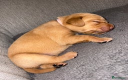 Labrador Retriever dogs for sale: Labrador Retriever Pups - Image 20