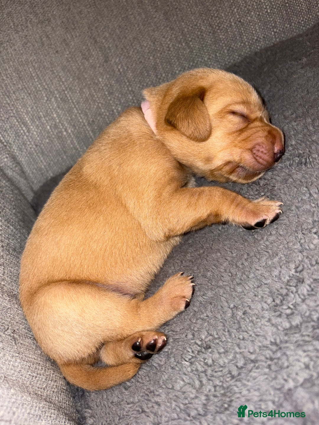 Labrador Retriever dogs for sale: Labrador Retriever Pups - Image 20