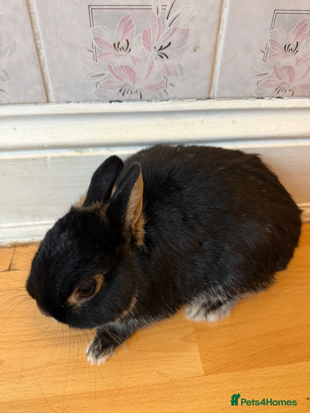 Netherland Dwarf rabbits for sale: Netherland Dwarf Rabbit in Nottingham - Advert 2