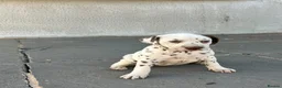 Dalmatian dogs for sale: Dalmatian beautiful - Advert 16