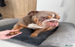 English Bulldog dogs for sale: English Bulldog  - Image 1