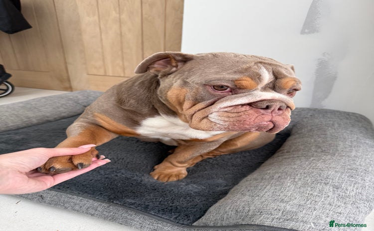 English Bulldog dogs - Advert 1