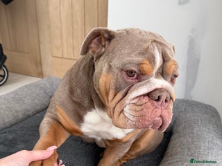 English Bulldog dogs for sale - Advert 1