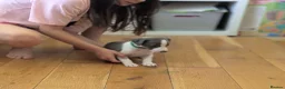 Whippet dogs for sale: Gorgeous KC registered whippet pups in Port Talbot - Advert 12