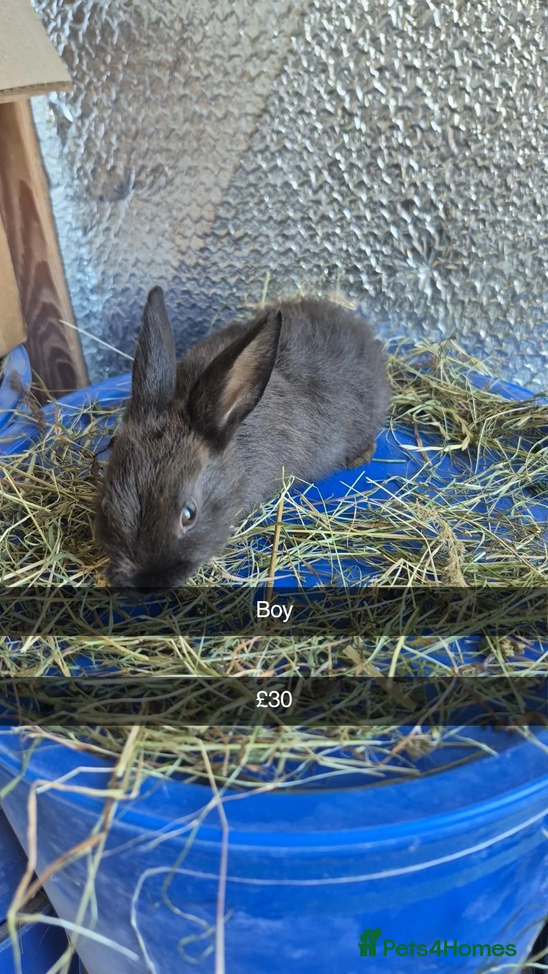 Mixed Breed rabbits for sale: Baby 8 week old Dewarf Rabbits - Advert 2